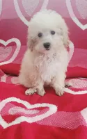 Ice, a male Poodle - Toy  for sale in Kokomo, IN – Photo 1 of 3