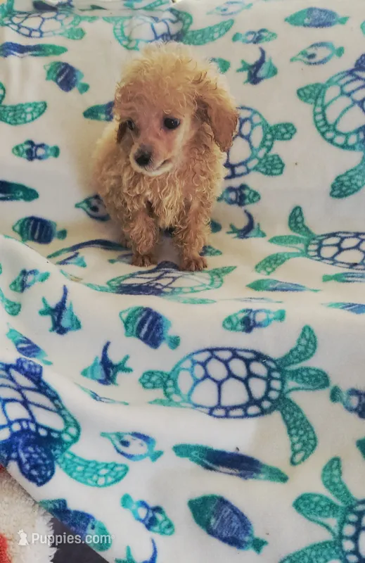 Rico – Poodle - Toy  puppy for sale in Kokomo, IN