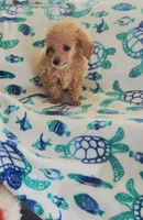 Rico, a male Poodle - Toy  for sale in Kokomo, IN – 1 of 3