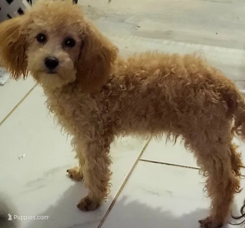 Marco – Poodle - Toy  puppy for sale in Kokomo, IN