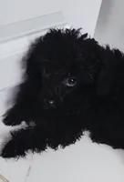 Stardust, a female Poodle - Toy  for sale in Kokomo, IN – 3 of 3
