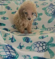 Rico, a male Poodle - Toy  for sale in Kokomo, IN – 2 of 3