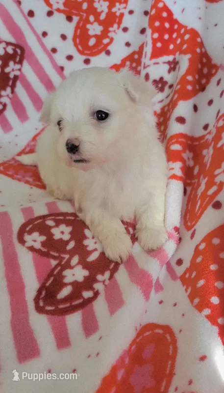 Sugar – Maltese puppy for sale in Kokomo, IN