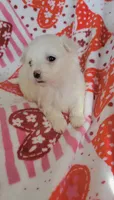 Sugar, a female Maltese for sale in Kokomo, IN – 1 of 8