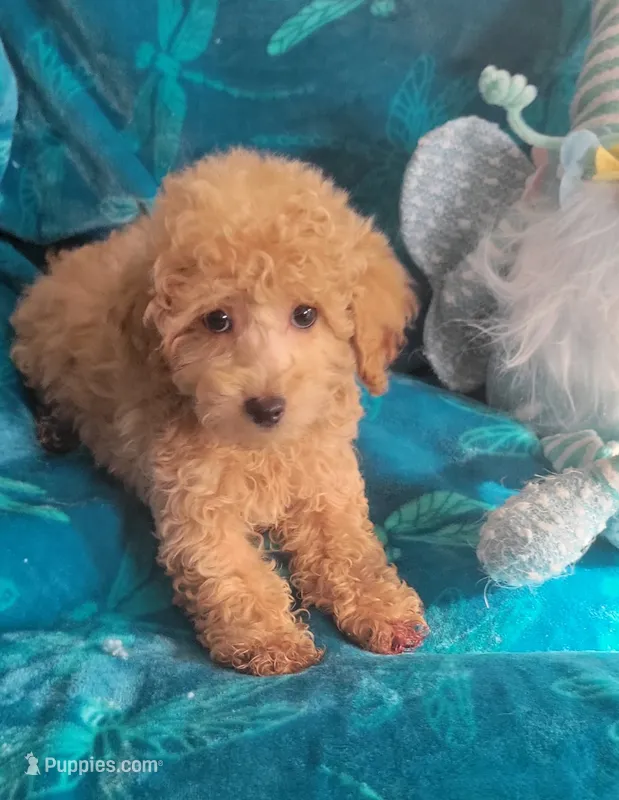 Hondo, a male Poodle - Miniature  for sale in Kokomo, IN – 1 of 4
