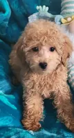 Hondo, a male Poodle - Miniature  for sale in Kokomo, IN – 2 of 4