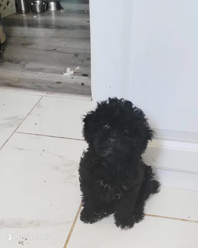 Apollo – Poodle - Toy  puppy for sale in Kokomo, IN