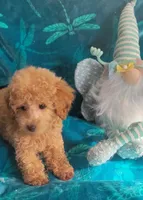 Hondo, a male Poodle - Miniature  for sale in Kokomo, IN – 3 of 4