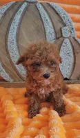 Rusty, a male Poodle - Toy  for sale in Kokomo, IN – 2 of 3
