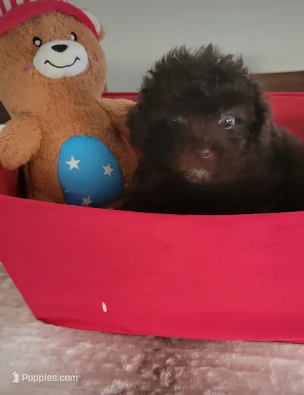 Charlie Brown – Poodle - Toy  puppy for sale in Kokomo, IN