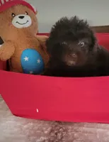 Charlie Brown, a male Poodle - Toy  for sale in Kokomo, IN – 1 of 1