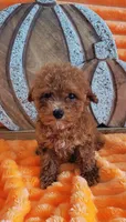 Rusty, a male Poodle - Toy  for sale in Kokomo, IN – 3 of 3
