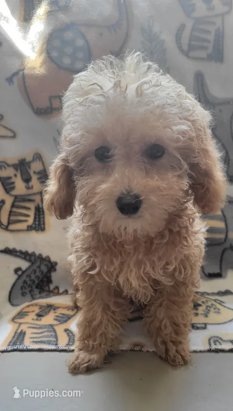 Marco – Poodle - Toy  puppy for sale in Kokomo, IN