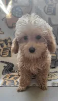 Marco, a male Poodle - Toy  for sale in Kokomo, IN – 1 of 3