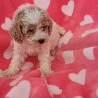 Cookie, a female Poodle - Miniature  for sale in Kokomo, IN – Photo 1 of 2