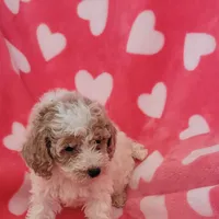 Cookie, a female Poodle - Miniature  for sale in Kokomo, IN – Photo 2 of 2