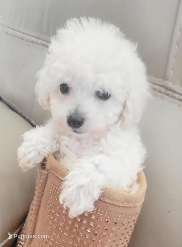 Snowy, a male Poodle - Toy  for sale in Kokomo, IN – Photo 1 of 1