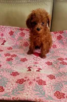 Copper kid, a male Poodle - Toy  for sale in Kokomo, IN – 2 of 4