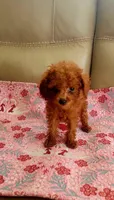 Copper kid, a male Poodle - Toy  for sale in Kokomo, IN – 1 of 4