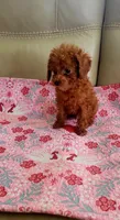 Copper kid, a male Poodle - Toy  for sale in Kokomo, IN – 4 of 4