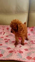 Copper kid, a male Poodle - Toy  for sale in Kokomo, IN – 3 of 4