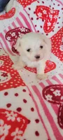 Sugar, a female Maltese for sale in Kokomo, IN – 5 of 8