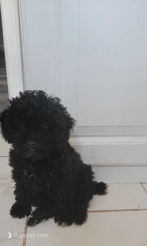 Apollo – Poodle - Toy  puppy for sale in Kokomo, IN