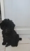 Apollo, a male Poodle - Toy  for sale in Kokomo, IN – 2 of 3