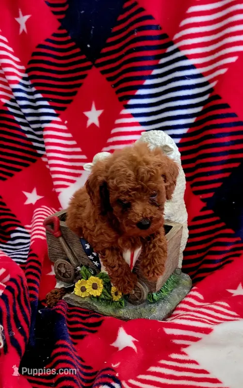 Peanut – Poodle - Toy  puppy for sale in Kokomo, IN