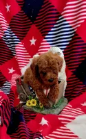 Peanut, a male Poodle - Toy  for sale in Kokomo, IN – 1 of 4