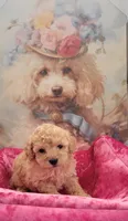 Honey Boo, a female Poodle - Toy  for sale in Kokomo, IN – 3 of 3