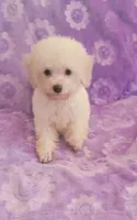 Bobo, a male Poodle - Toy  for sale in Kokomo, IN – 2 of 3