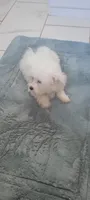 Casper, a male Maltese for sale in Kokomo, IN – 4 of 5
