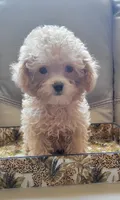 Cracker, a male Poodle - Toy  for sale in Kokomo, IN – 2 of 2