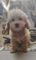 Marco, a male Poodle - Toy  for sale in Kokomo, IN – 3 of 3