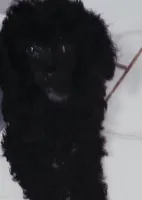 Stardust, a female Poodle - Toy  for sale in Kokomo, IN – 2 of 3