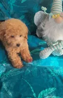 Hondo, a male Poodle - Miniature  for sale in Kokomo, IN – 4 of 4