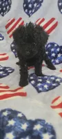 Raven, a female Poodle - Toy  for sale in Kokomo, IN – Photo 5 of 5