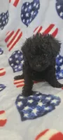 Raven, a female Poodle - Toy  for sale in Kokomo, IN – Photo 4 of 5