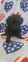 Raven, a female Poodle - Toy  for sale in Kokomo, IN – Photo 1 of 5