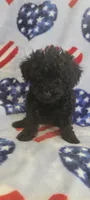 Raven, a female Poodle - Toy  for sale in Kokomo, IN – Photo 2 of 5