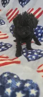 Raven, a female Poodle - Toy  for sale in Kokomo, IN – Photo 3 of 5
