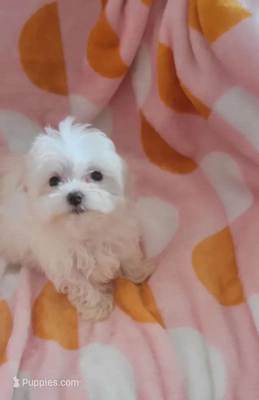 Sugar – Maltese puppy for sale in Kokomo, IN