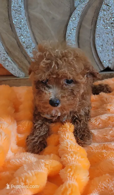 Rusty – Poodle - Toy  puppy for sale in Kokomo, IN