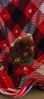 Peanut, a male Poodle - Toy  for sale in Kokomo, IN – 2 of 4