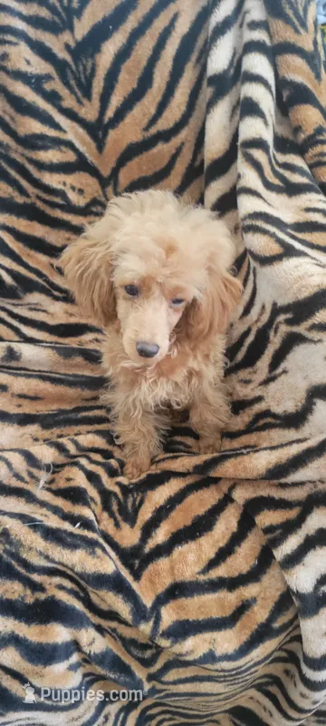 Princess  sheri – Poodle - Toy  puppy for sale in Kokomo, IN