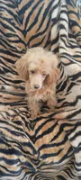 Princess  sheri, a female Poodle - Toy  for sale in Kokomo, IN – 1 of 2