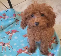 Copper, a male Poodle - Toy  for sale in Kokomo, IN – 3 of 3