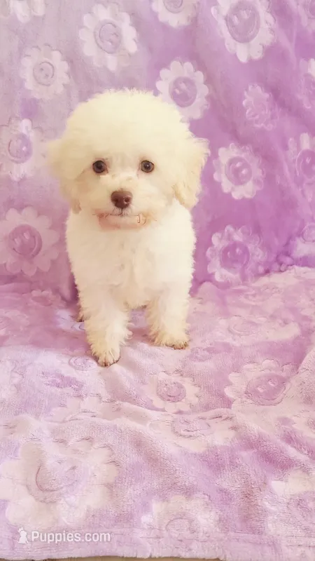 Bobo – Poodle - Toy  puppy for sale in Kokomo, IN