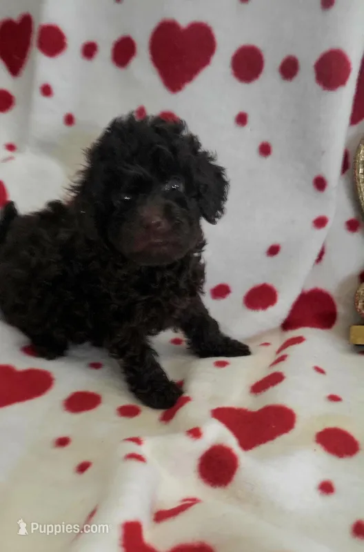 Mocha, a female Poodle - Toy  for sale in Kokomo, IN – Photo 1 of 3